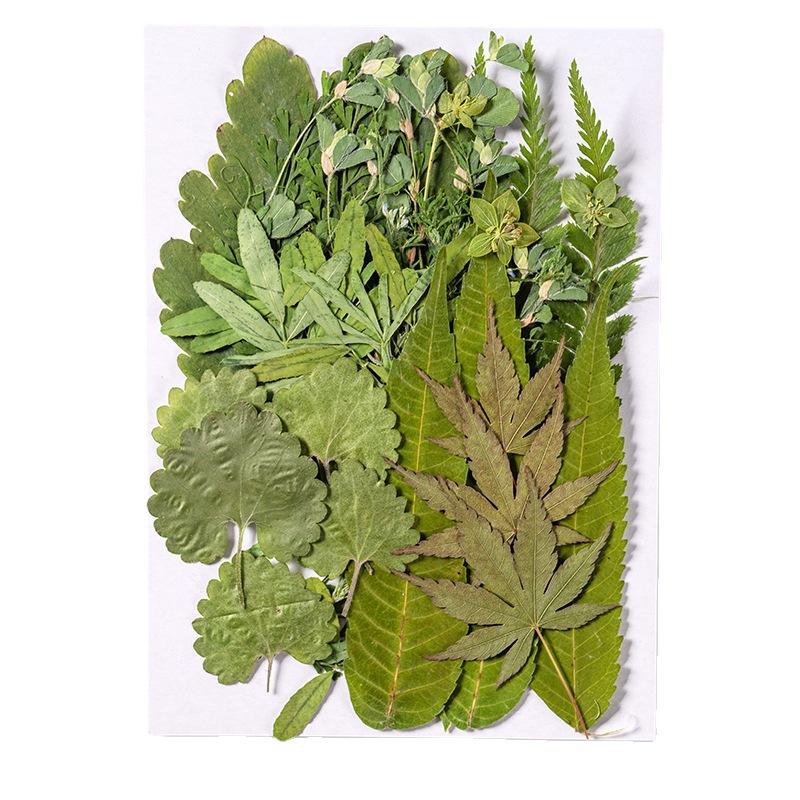 1 компл., 35 шт., прессованные – обзор и цена Dried Flower Bulk